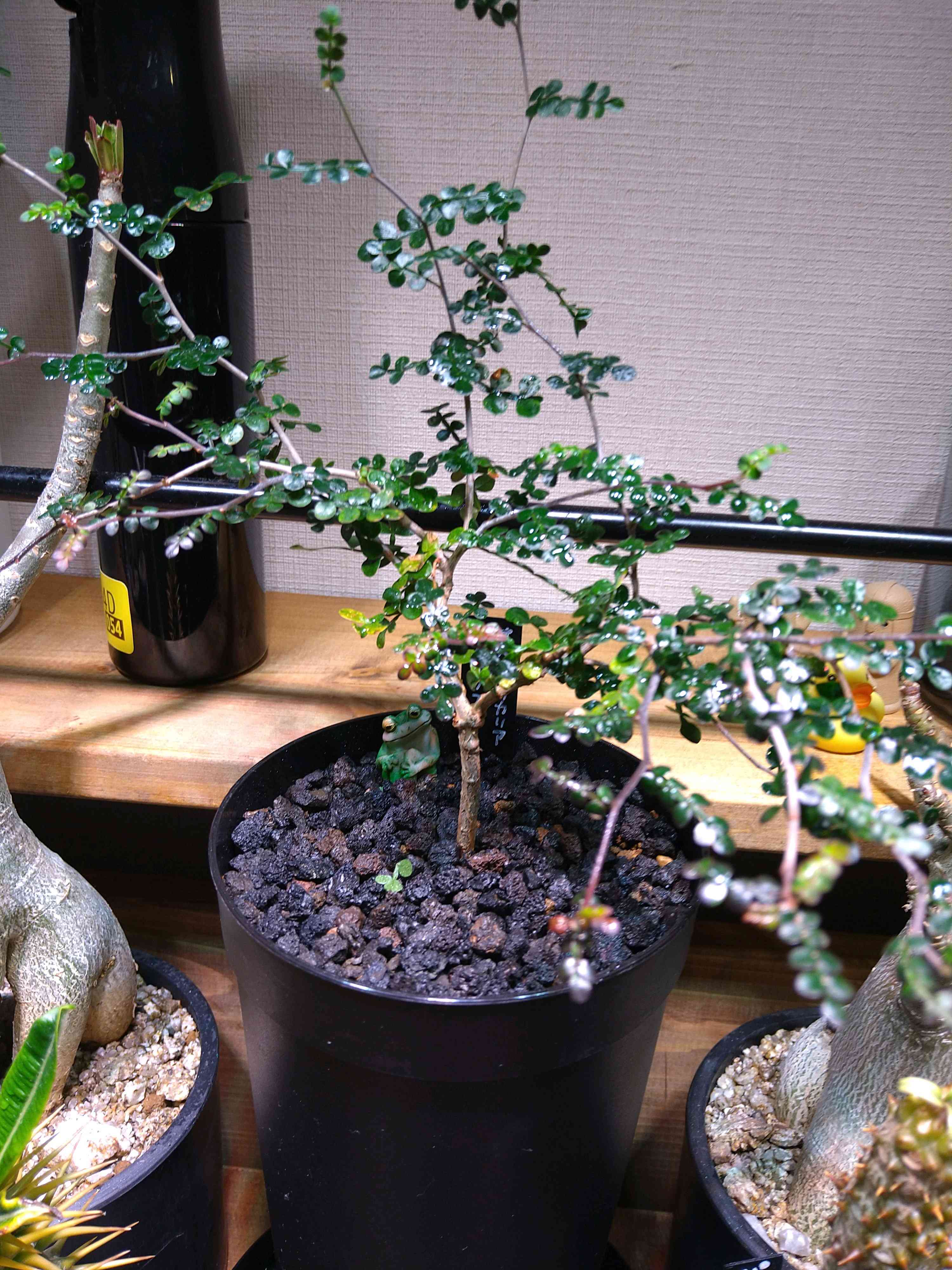 実生】オペルクリカリア・パキプス2023〜｜🍀GreenSnap（グリーン