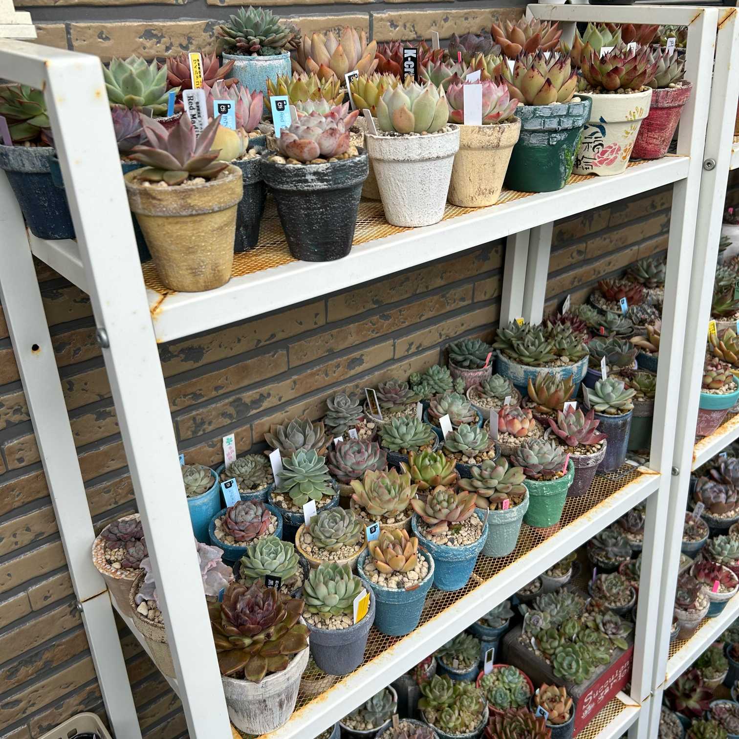 多肉植物棚 TB-66D 多肉植物の棚 | CAINZ DIY Square