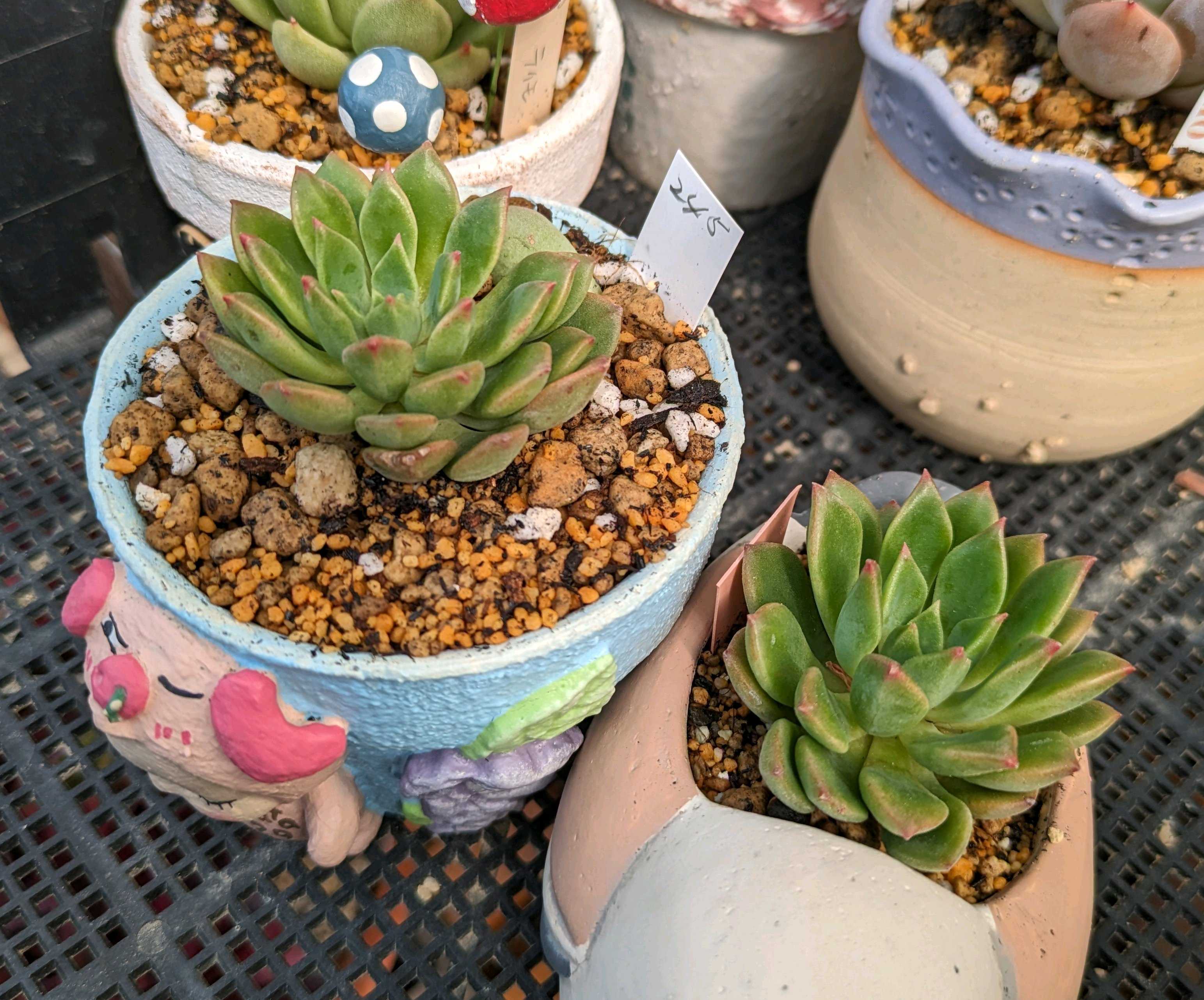 196b🌹🌹エメラルドリップ エメラルドリップル｜🍀GreenSnap（グリーン