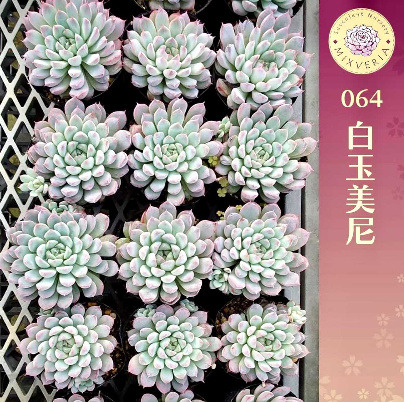 神奈川タニラーの投稿画像 by TA298 ふぇあり〜ず (多肉植物園 園長