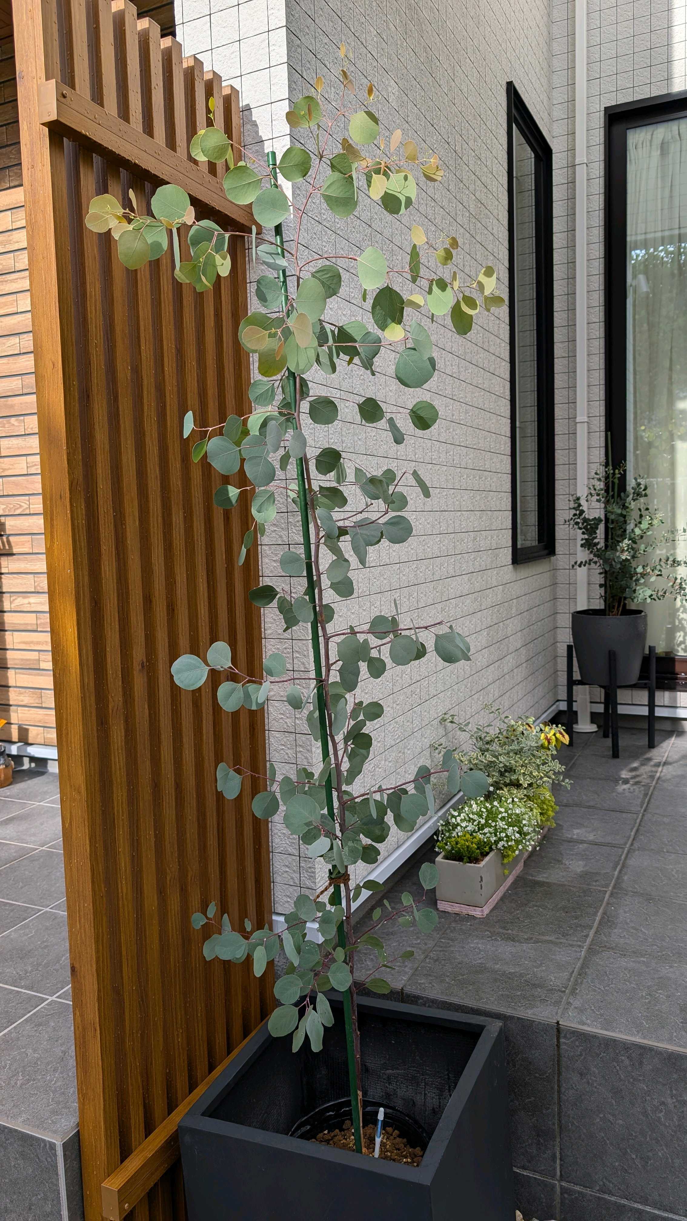 ユーカリ ポポラス｜🍀GreenSnap（グリーンスナップ）