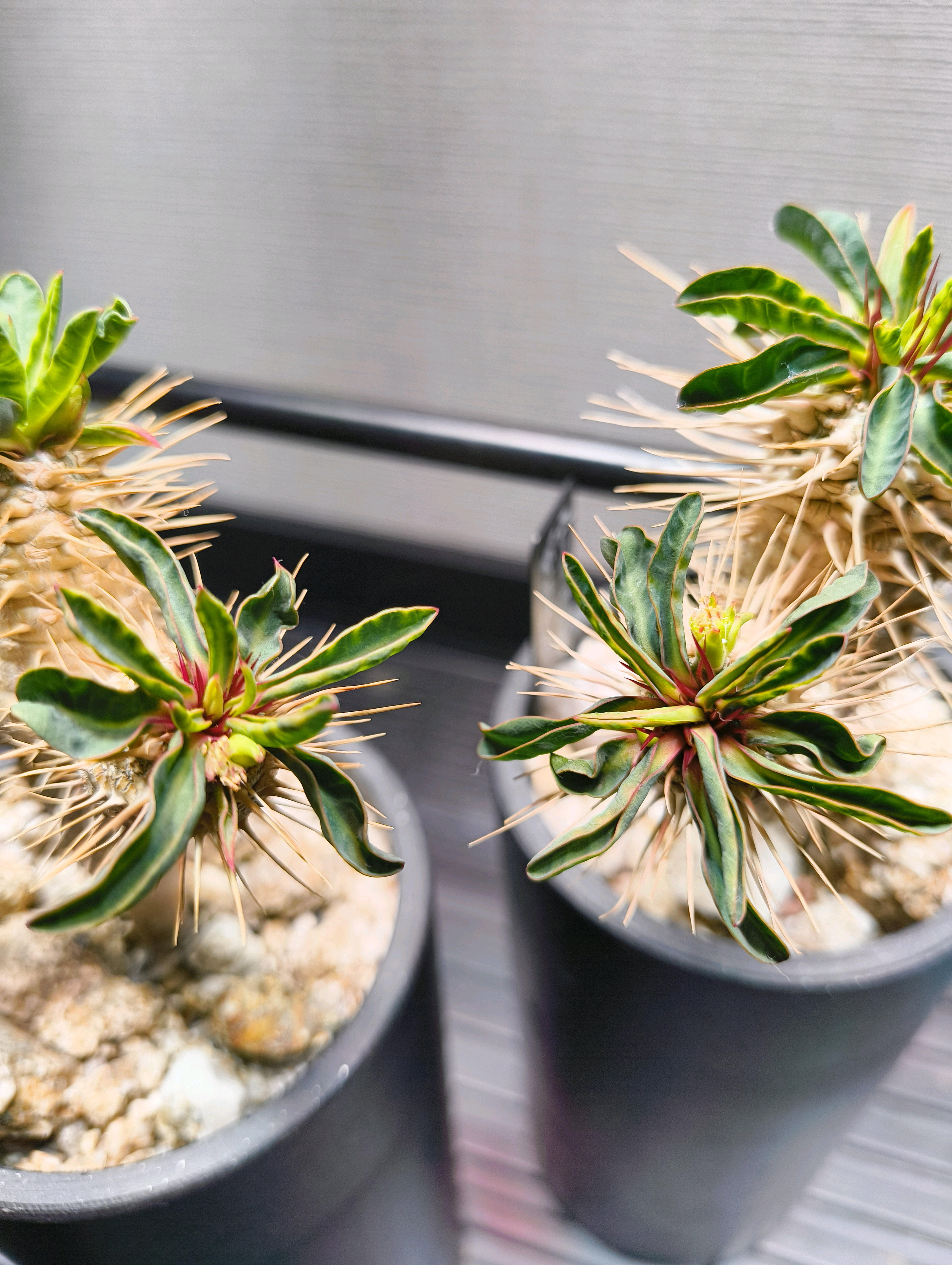 ✿【実生】ユーフォルビア ギラウミニアナ2023〜｜🍀GreenSnap