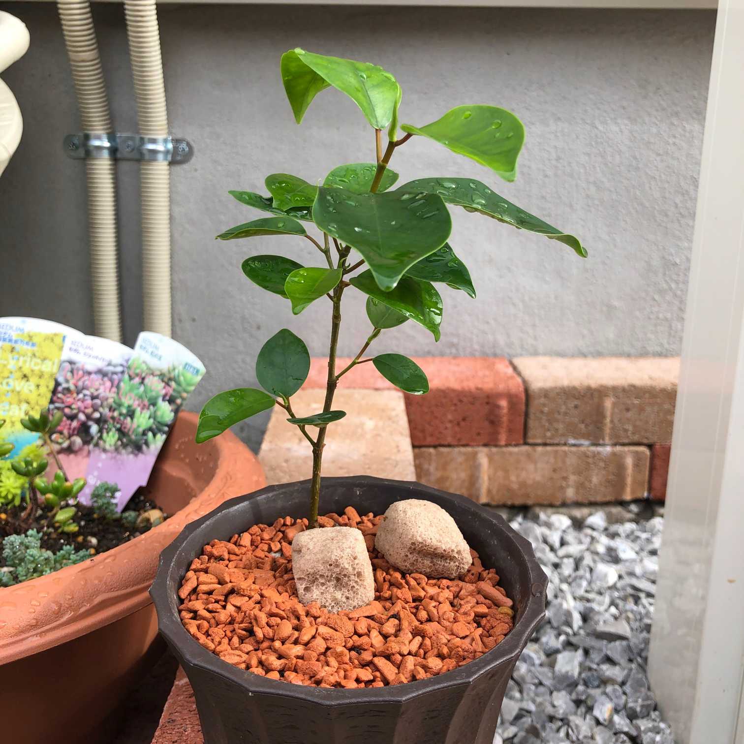 挿し木ガジュマルの根っこを太らせる！🥕記録｜🍀GreenSnap（グリーン