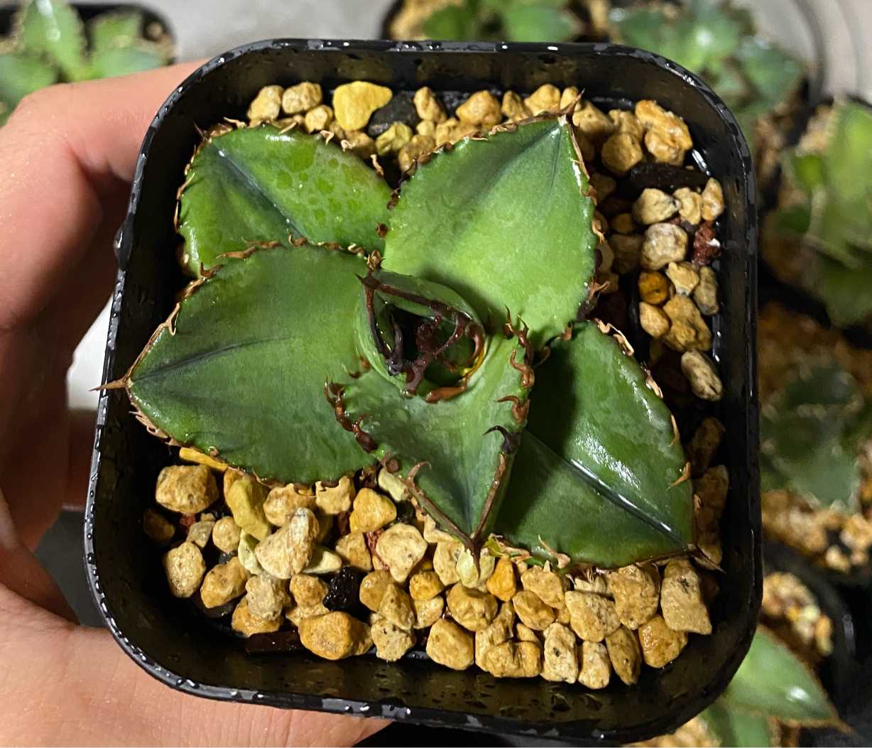 アガベ オテロイ 実生選抜｜🍀GreenSnap（グリーンスナップ）