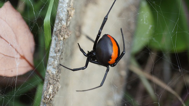 あの毒グモは今 :: デイリーポータルZ