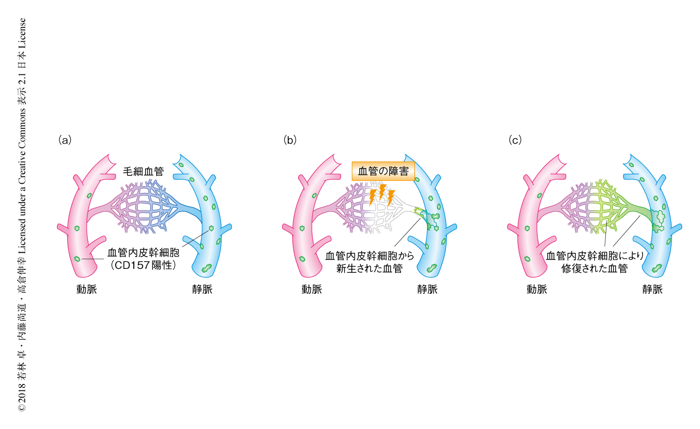 血管の恒常性の維持および再生に貢献する血管内皮幹細胞の同定