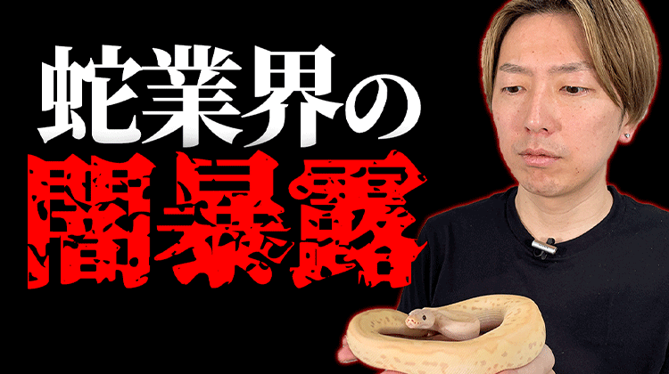 ボールパイソン｜業界の闇を暴露！ひろガーシーch | ボールパイソン