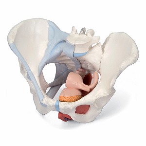 女性骨盤, 内臓・骨盤底筋付, 4分解モデル (販売企業:日本スリービー