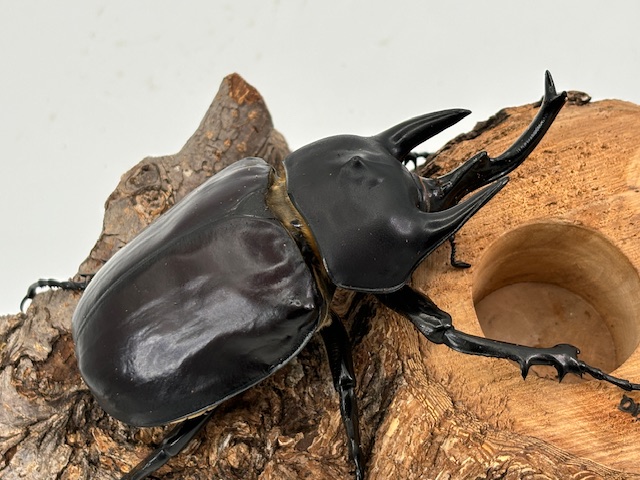 最重量BIG!レックス /ゾウカブト(アクティオン) 成虫 ♂100～120mmUP