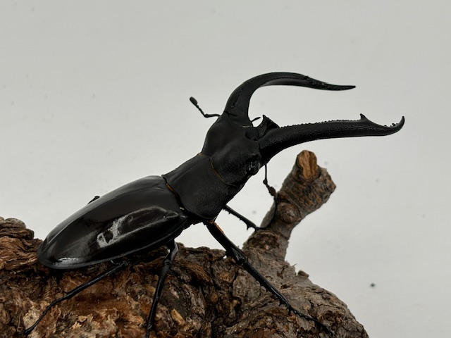 WD特大! リノケロスフタマタ 成虫 ♂96.2mm 大♀付きペア スマトラ