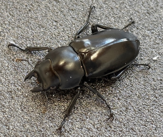 ミャンマー便! ウエストウッディオオシカ(カズミアエ)WD♀単36mm