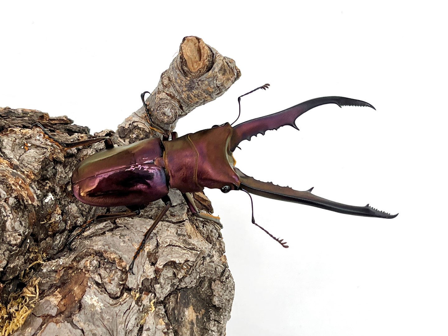 最大亜種 ペレン島! パープル/メタリフェルホソアカ 成虫♂50~85mmUP