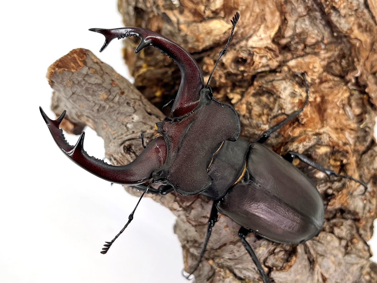 世界最大のミヤマクワガタ! ユダイクスミヤマ ♂65~95mmUPペア トルコ