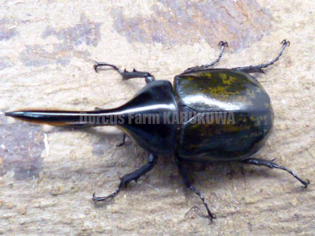 天然から純血F7☆新成虫☆ヘラクレスモリシマイ♂110mm♀62mmペア