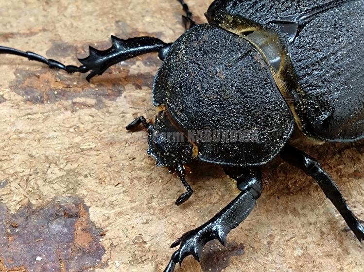 天然からのF2☆新成虫☆ボリビア産ヤヌスゾウカブトssp♂A-102mm♀74mm
