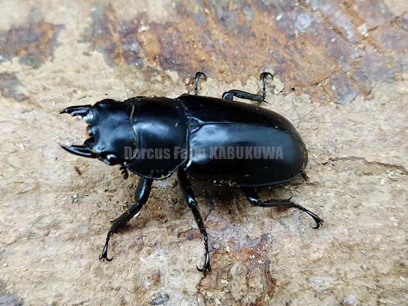 新成虫☆天然からのF1☆ウエストウッディカズミアエ☆♂81mm♀43mm別