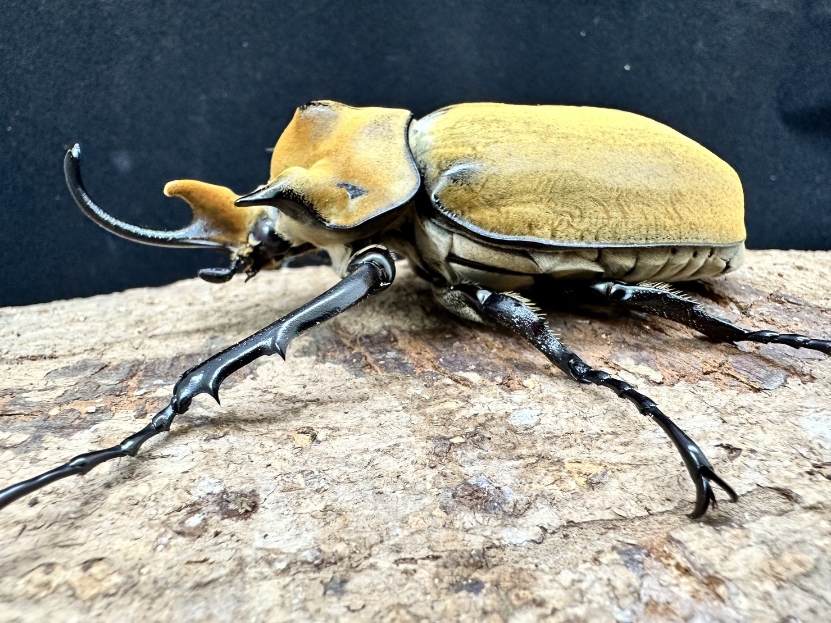 新成虫☆イイジマゾウカブト♂97mm単品 | Dorcusfarm