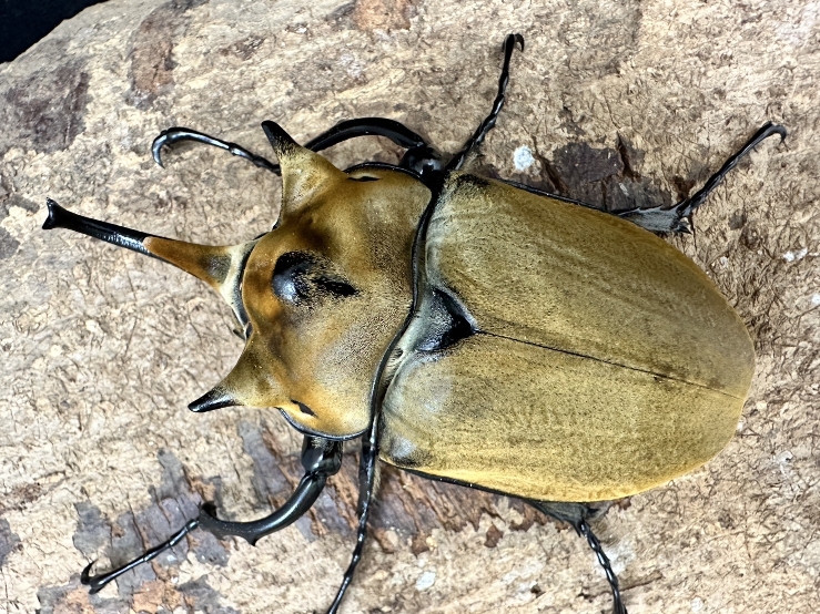 新成虫☆イイジマゾウカブト♂97mm単品 | Dorcusfarm