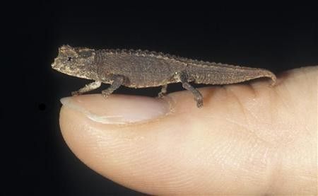 Scientists Find Some of World's Tiniest Chameleons | IBTimes