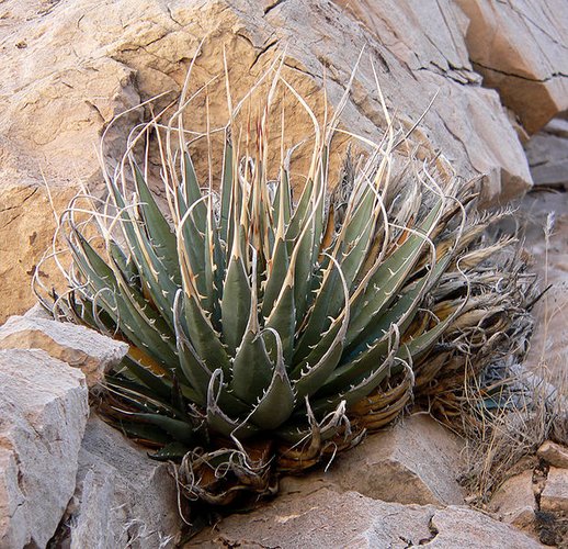 Agave utahensis var. eborispina | Agave eborispina | Agave