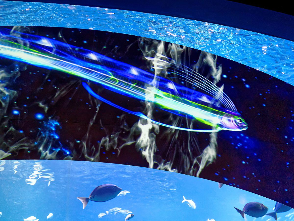 リュウグウノツカイ | GANREF