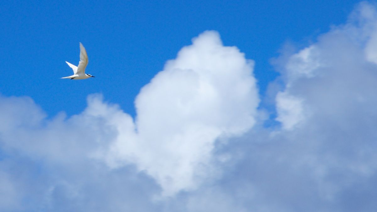 夏空を翔る | GANREF