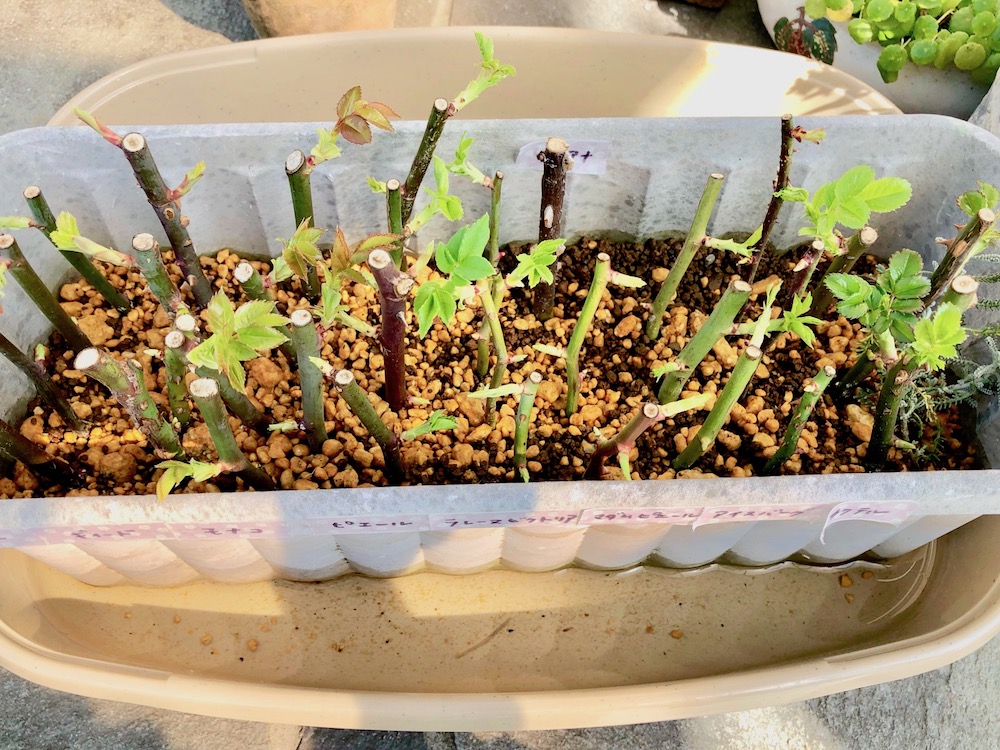 バラの挿し木はどの部分を切る？接ぎ木のやり方とどう違うの