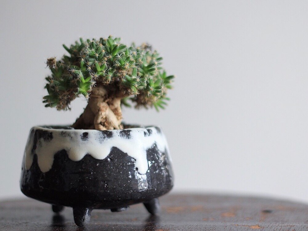 塊根植物(コーデックス)とは｜レアで人気の種類は？育て方のコツは