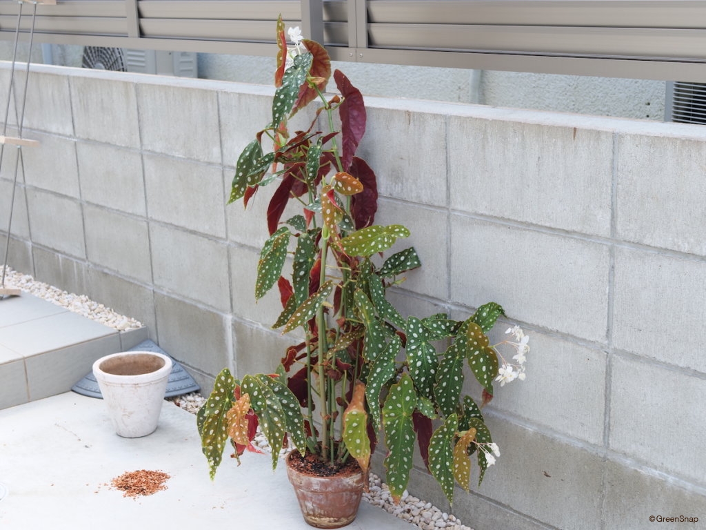 希少】発根済 挿し木苗 ベゴニア マクラータ 斑入り 希少】発根済