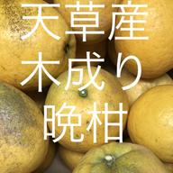 ポンカン 家庭用 箱込2kg | 果物/オレンジ・その他みかん 産直アウル