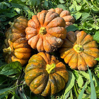 見た目も楽しめる！かぼちゃ詰め合わせセット3種＊固定種＊4.8kg