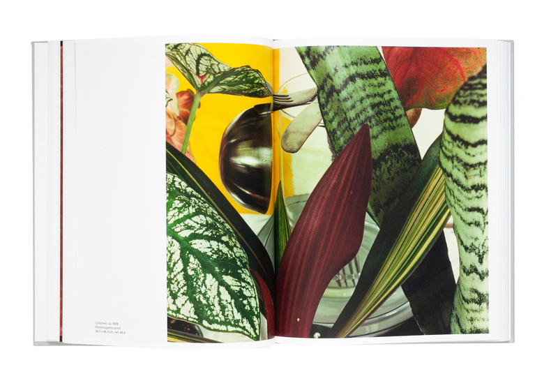 Jan Groover, Photographer: Laboratory of Forms - ヤン・グルーバー