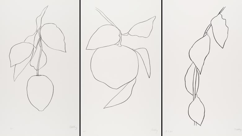 Ellsworth Kelly: The Plant Lithographs | Museum of Fine Arts Boston