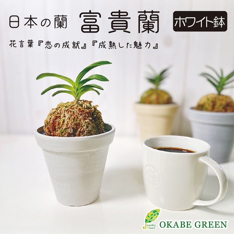 日本の蘭 富貴蘭（エコポット鉢 ／グレー）｜郵便局のネットショップ