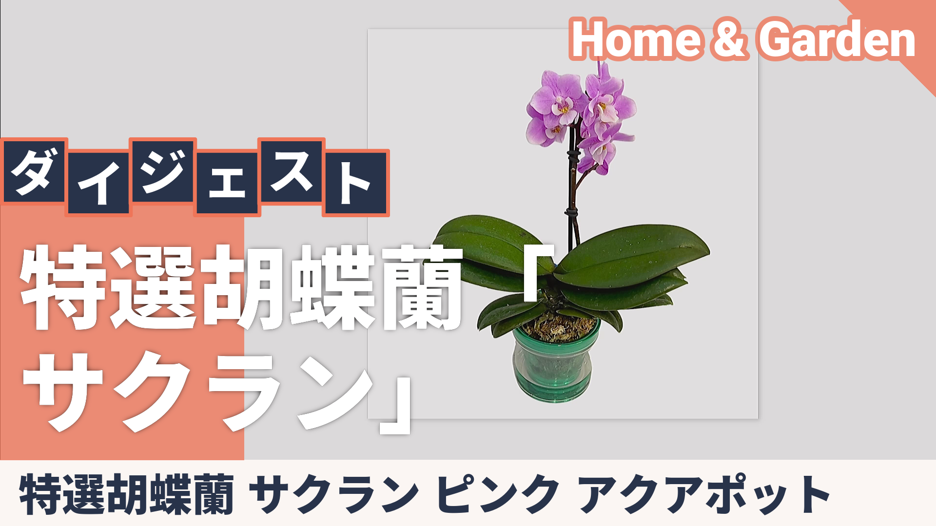 特選胡蝶蘭 サクラン ピンク アクアポット - QVC.jp