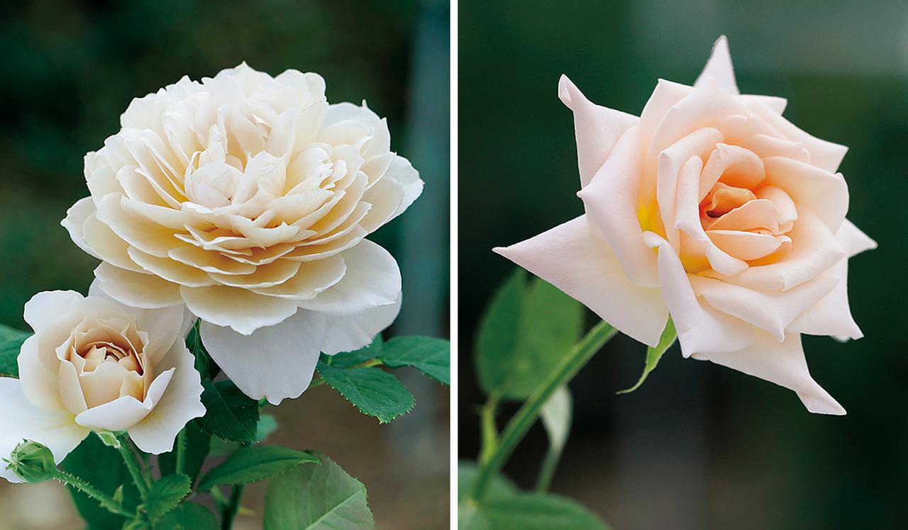 Rose Farm KEIJIが 生み出す唯一無二の「和ばら」。 その名前にこめ