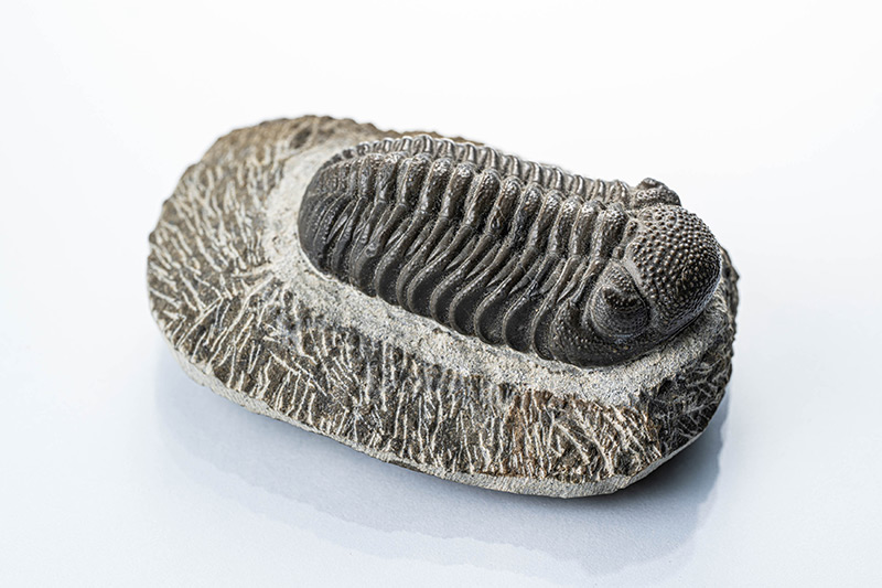 美しき鉱物の世界｜水晶の中に庭園の景色が広がる「ガーデンクォーツ