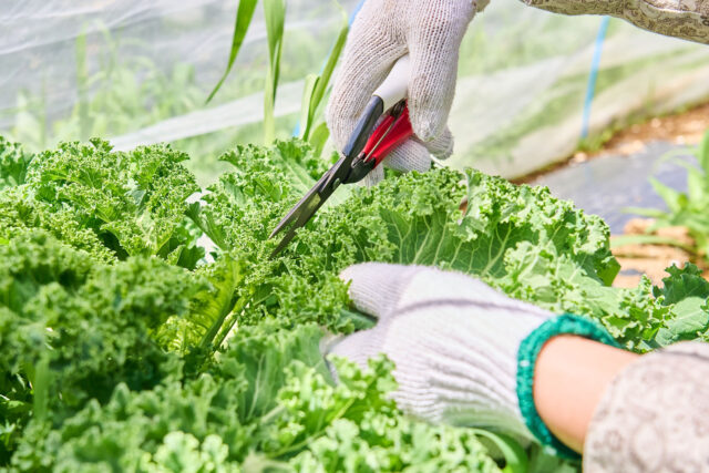 自分だけのオリジナルピザを作ろう！ | ニセコセントラル