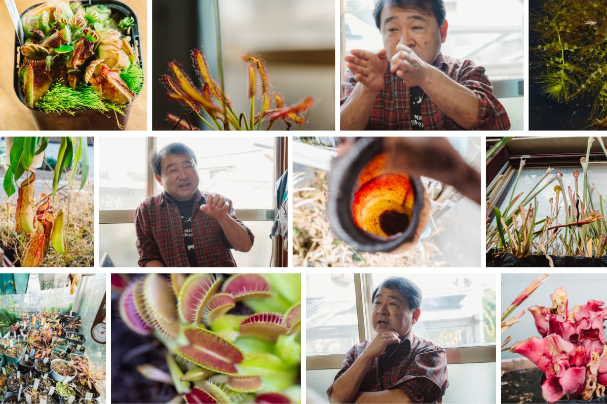 食物連鎖の下克上！ 魅惑の生物「食虫植物」の生態とは？ 食虫植物愛好