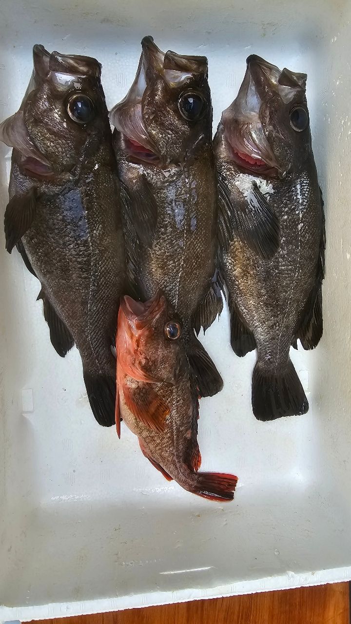 AbuGarcia ロックスイーパー NRS-7102MLHF-TZ GROUPERの最安値