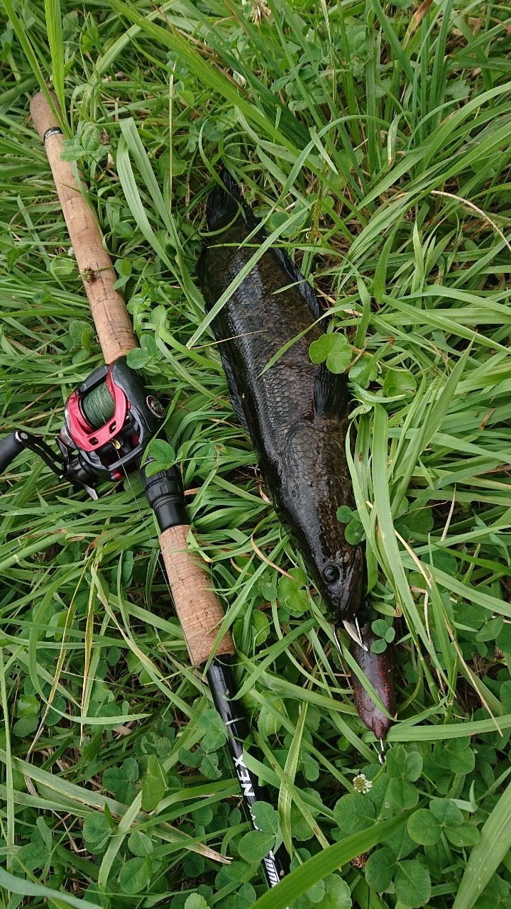 SMITH マグナムハスキー NEX MHN-75SH/2の最安値・インプレ・釣果