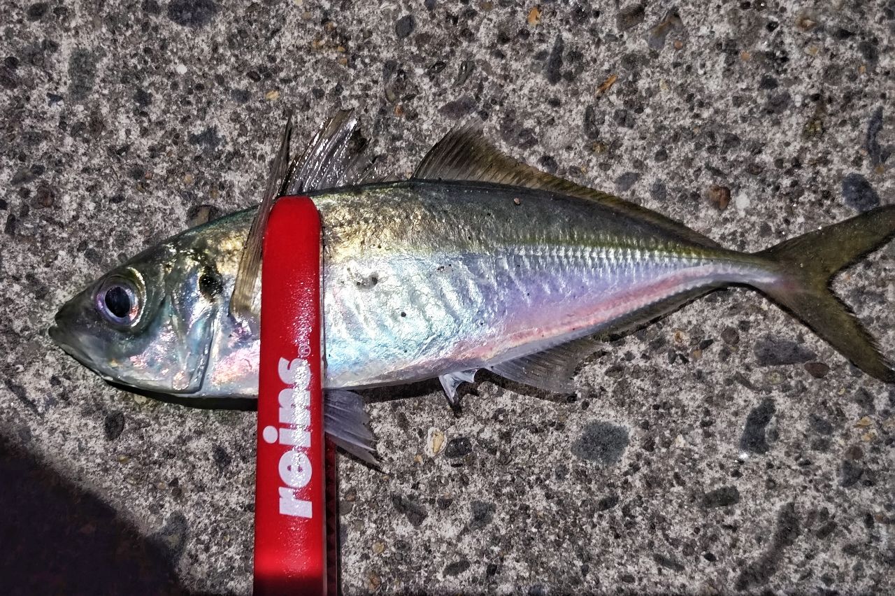 SHIMANO 17ソアレ CI4+ アジング S408UL-Sの最安値・インプレ・釣果