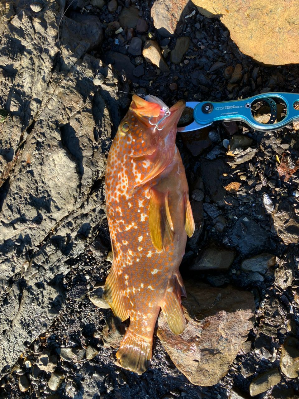 YAMAGA Blanks アーリー プラス 102MHの最安値・インプレ・釣果 | 本音