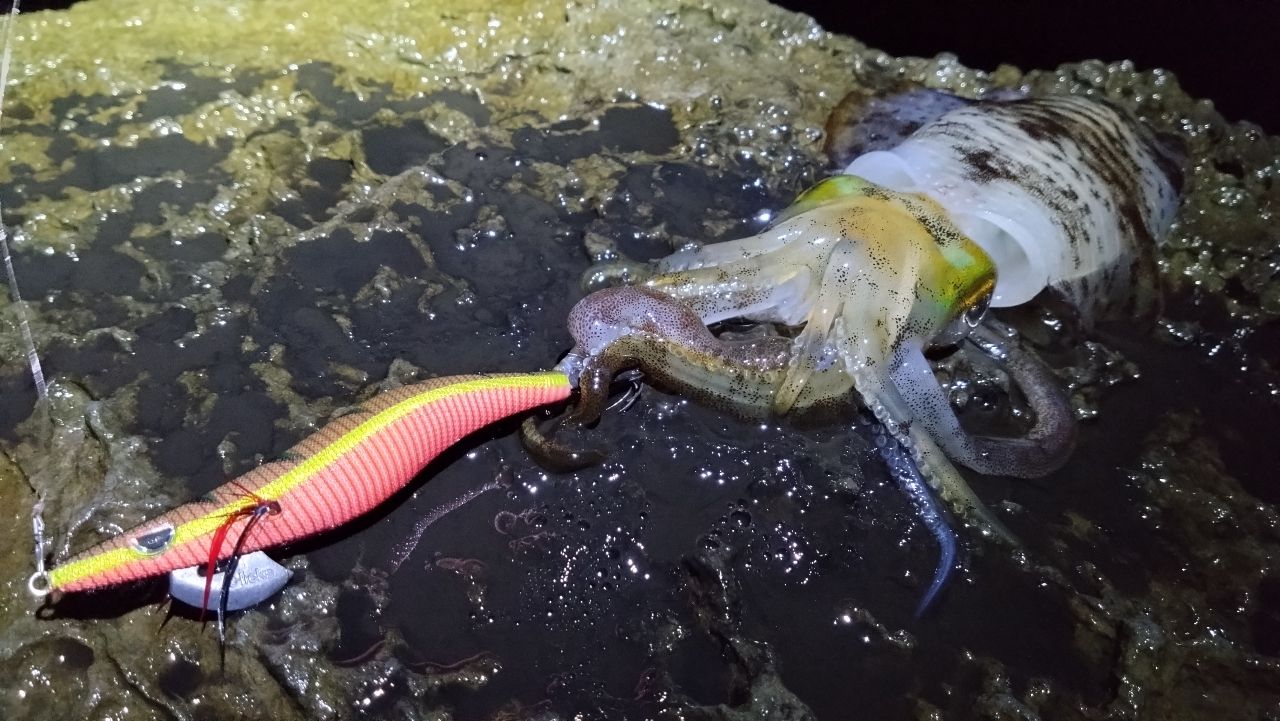 Gamakatsu ラグゼ EG X S86M-solidの最安値・インプレ・釣果 | 本音の