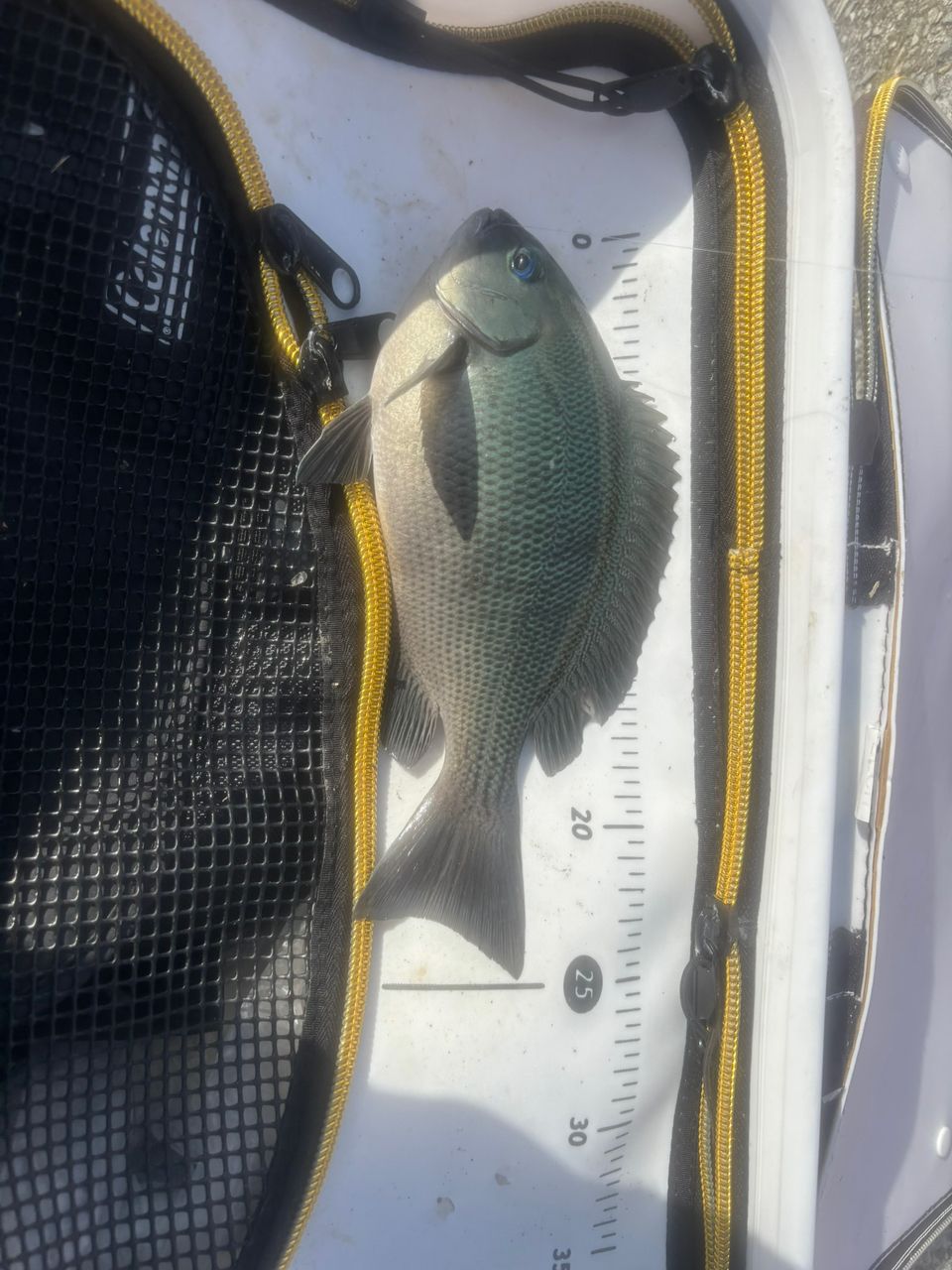 SHIMANO 18ラディックス 1.5-530の最安値・インプレ・釣果 | 本音の