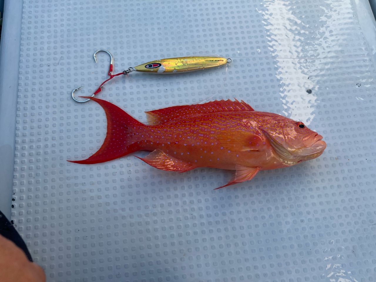 DAIWA 21ソルティガ SJ AGS TG 55B-4の最安値・インプレ・釣果 | 本音