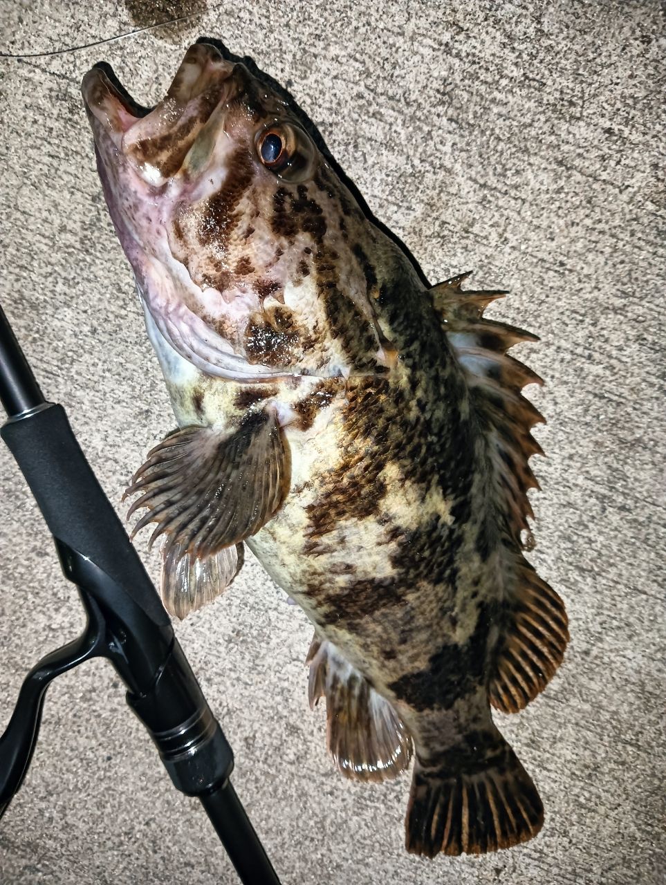 SHIMANO 18ハードロッカー S83MHの最安値・インプレ・釣果 | 本音の