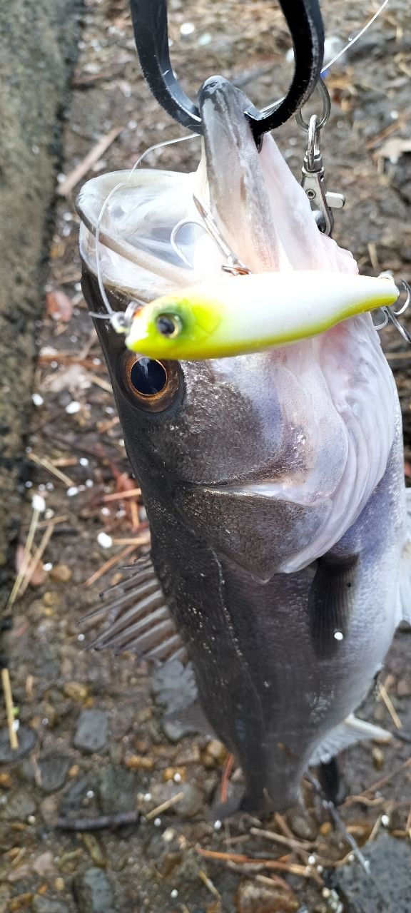 SHIMANO 20ルナミス S100Mの最安値・インプレ・釣果 | 本音の口コミが