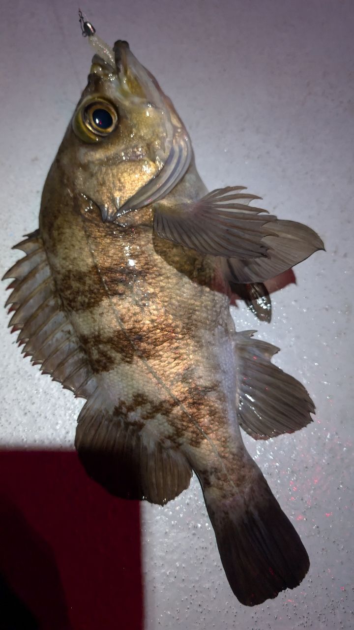 OLYMPIC 20コルトUX 20GCORUS-6102L-HSの最安値・インプレ・釣果