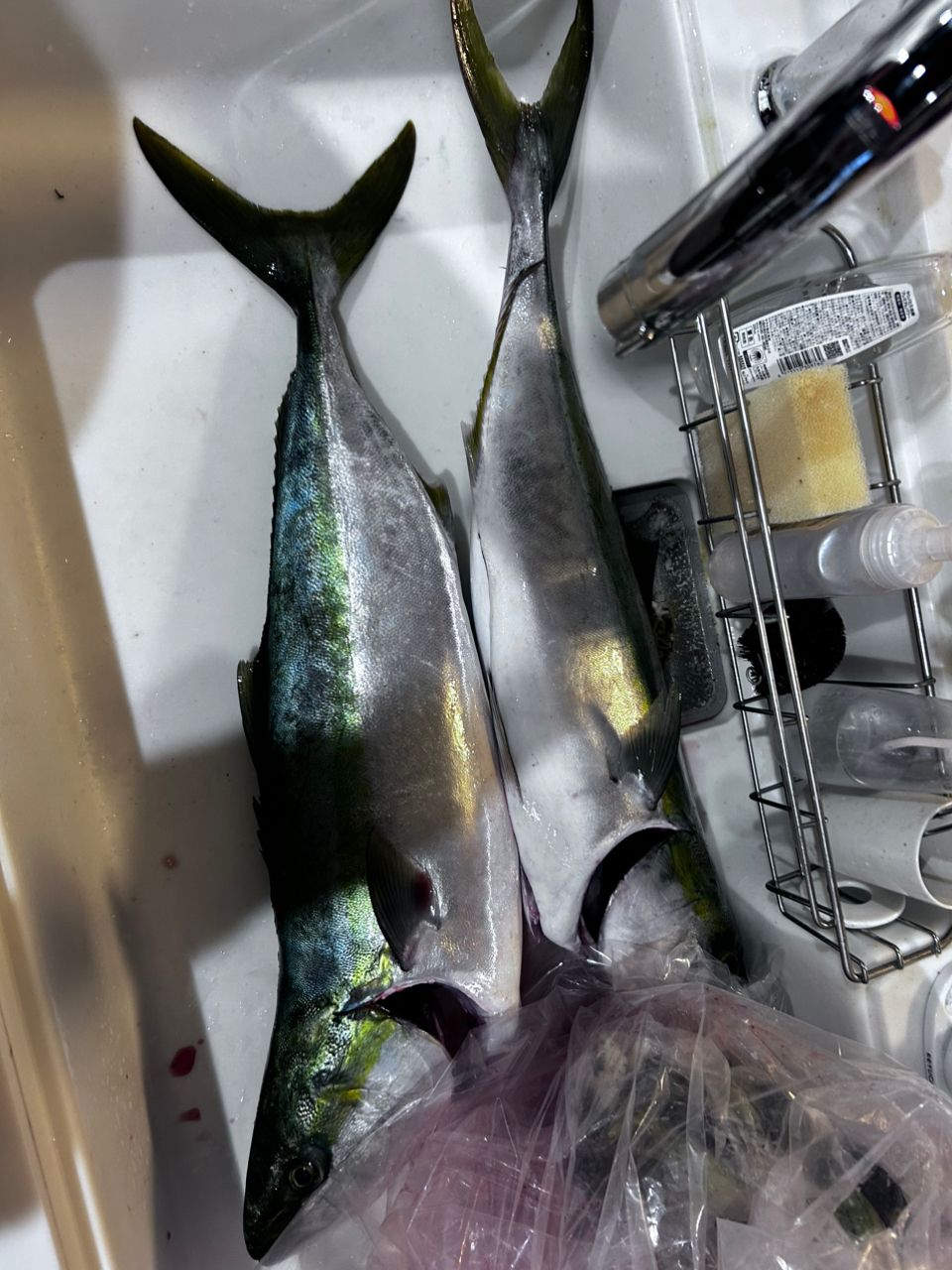 SHIMANO 21オシアジガー 2000NRXGの最安値・インプレ・釣果 | 本音の